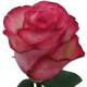 роза Карусель