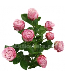 кустовая роза Леди Бомбастик 