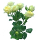 кустовая роза Салинеро