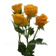 кустовая роза Абеба