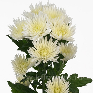 хризантема кустовая Анастасия белая