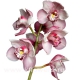 орхидея Цимбидиум