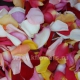 лепестки роз разноцветные